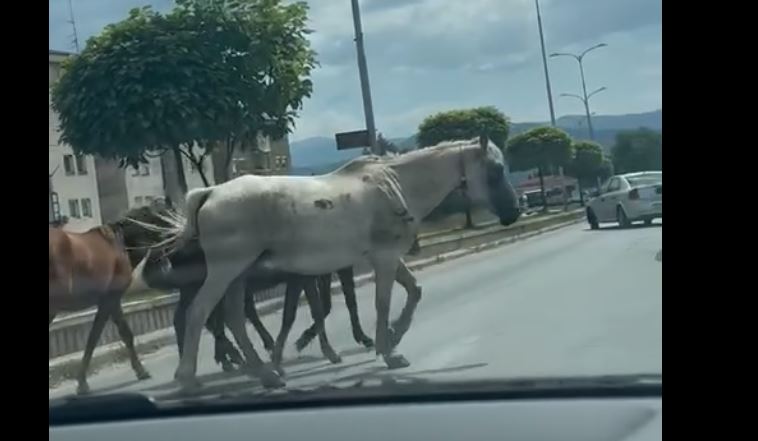 Kuaj Shëtisin në magjistralen e Kërçovës..(VIDEO)