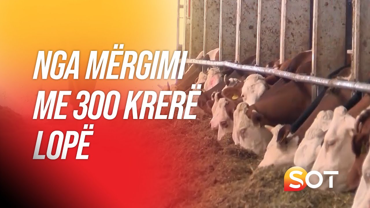 La Gjermaninë për Kosovën, tani zotëron fermën me 300 lopë (VIDEO)