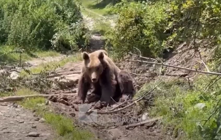 Ky është personi që e sulmoi Ariu në fshatin Pllasnicë..(VIDEO)