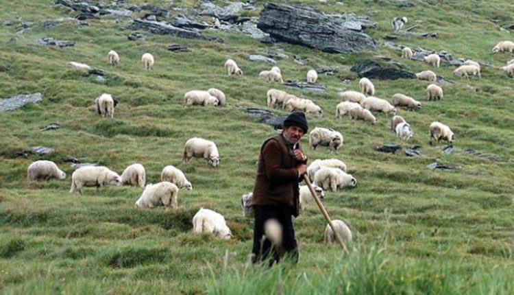 Katër persona sulmuan një bari dhe e lidhën në pemë..!