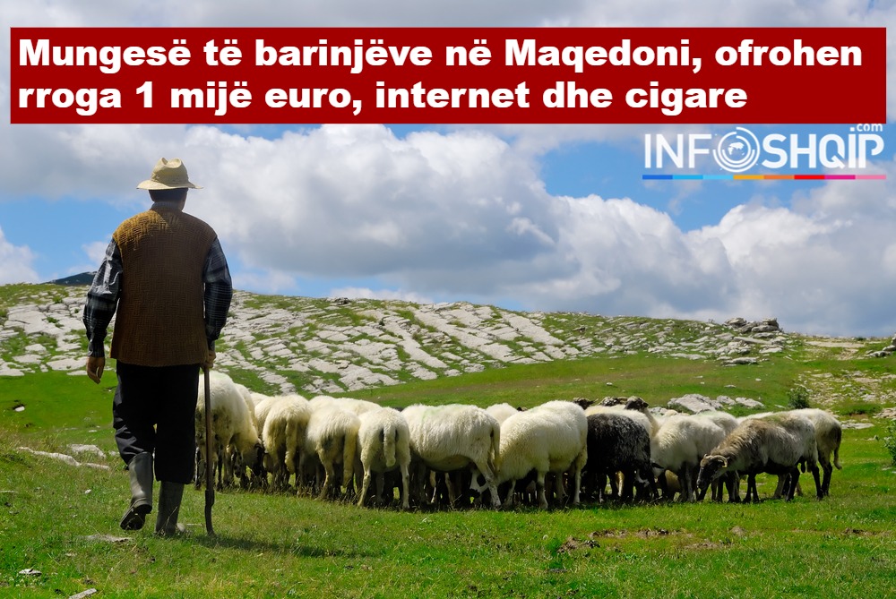 Mungesë të barinjëve në Maqedoni, ofrohen rroga 1 mijë euro, internet dhe cigare..!