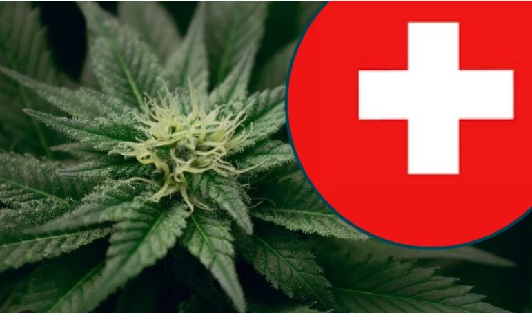 Zvicër: Dy persona nga Kosova kontrabanduan gjysmë tonelate marihuanë..!