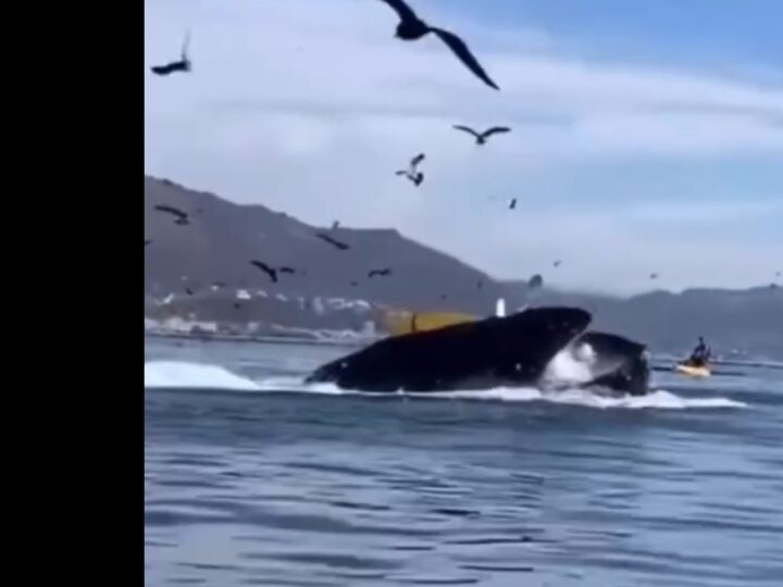 Balena gëlltit dy vajza dhe më pas i nxjerr jashtë..(VIDEO)