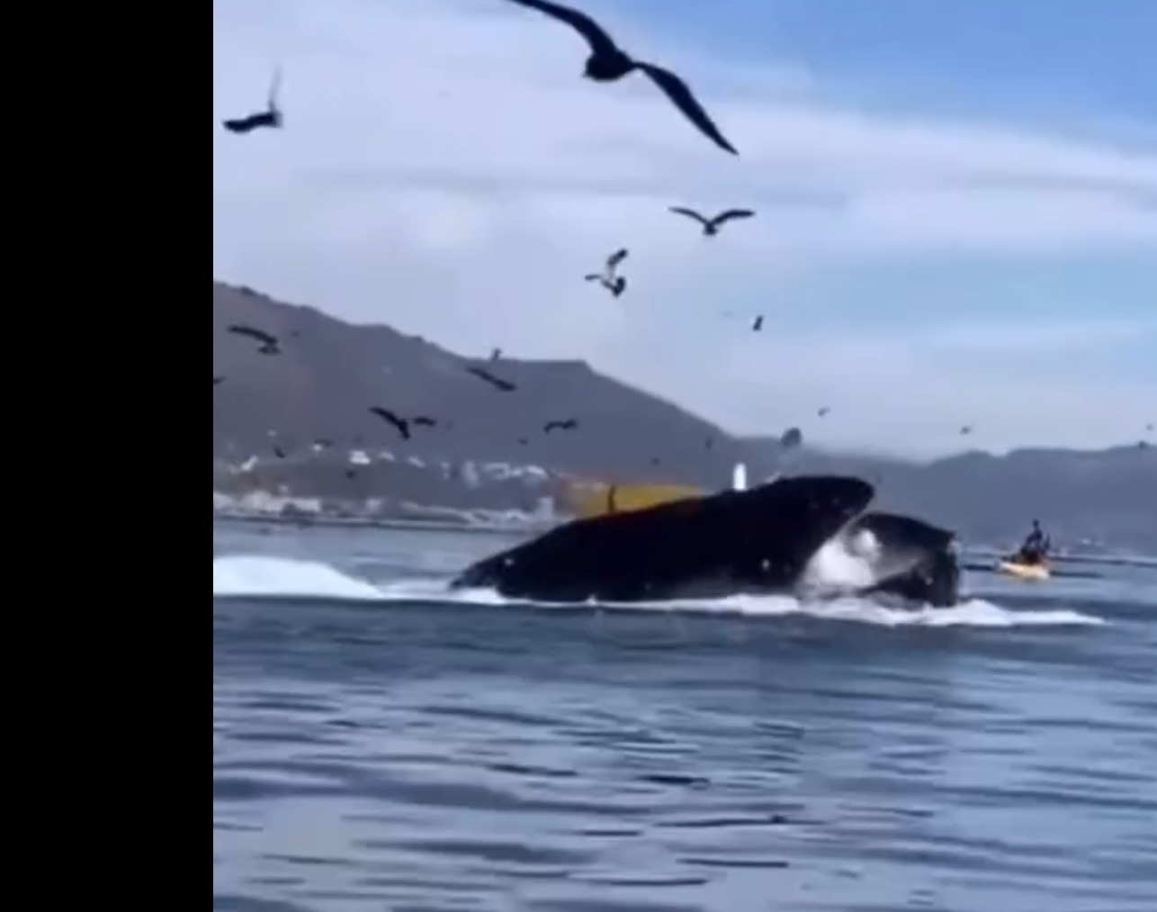 Balena gëlltit dy vajza dhe më pas i nxjerr jashtë..(VIDEO)