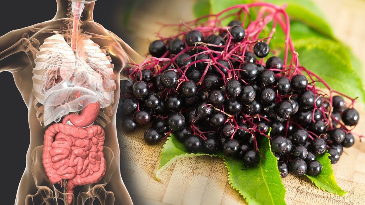 Bima e Shtogut: Një antiviral i fuqishëm natyror kundër gripit