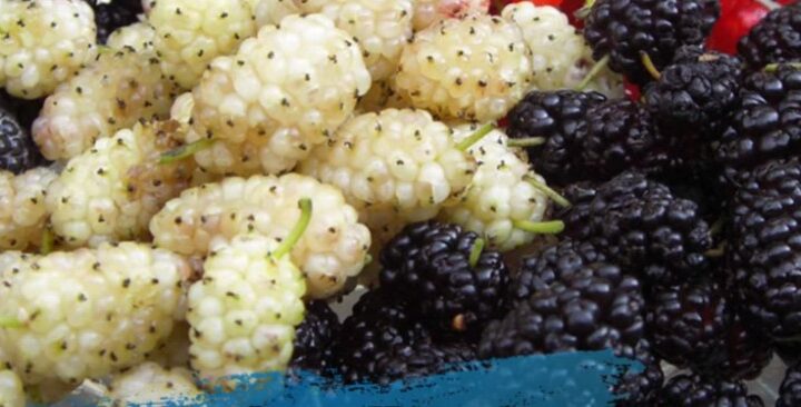 A e njihni këtë frut si e ka emrin..?