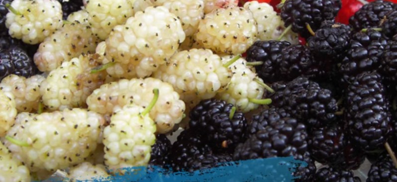 A e njihni këtë frut si e ka emrin..?