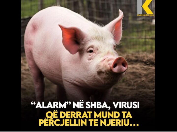 “Alarm” në SHBA, virusi që derrat mund ta përcjellin te njeriu..!?