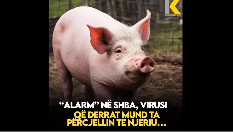 “Alarm” në SHBA, virusi që derrat mund ta përcjellin te njeriu..!?