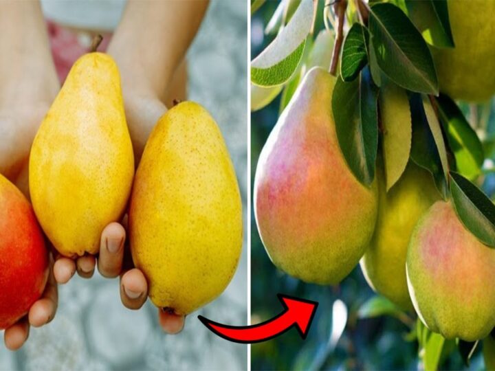 Dardha, për të luftuar sëmundjet e zemrës..!?