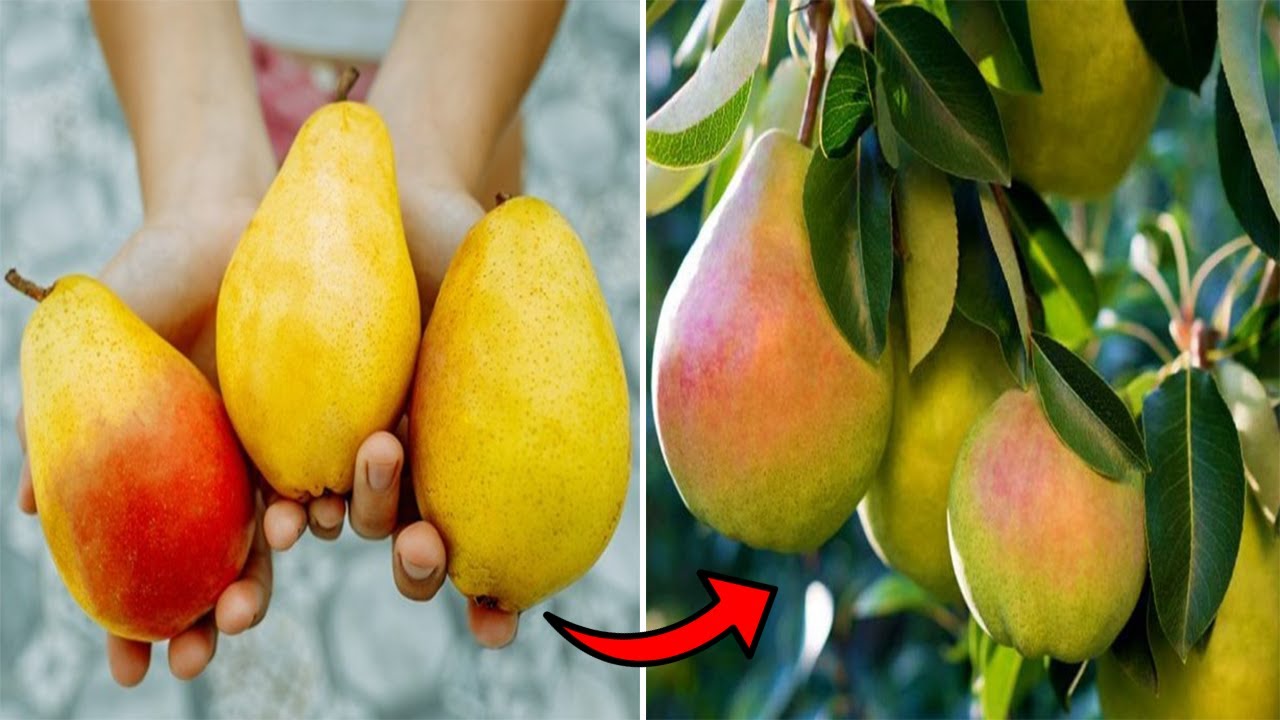 Dardha, për të luftuar sëmundjet e zemrës..!?