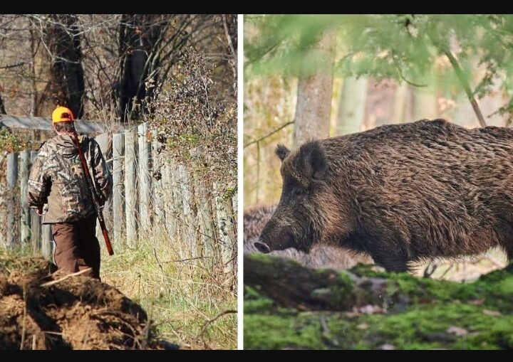 Gjuetari vetëvritet duke u mbrojtur nga derri i egër..!?