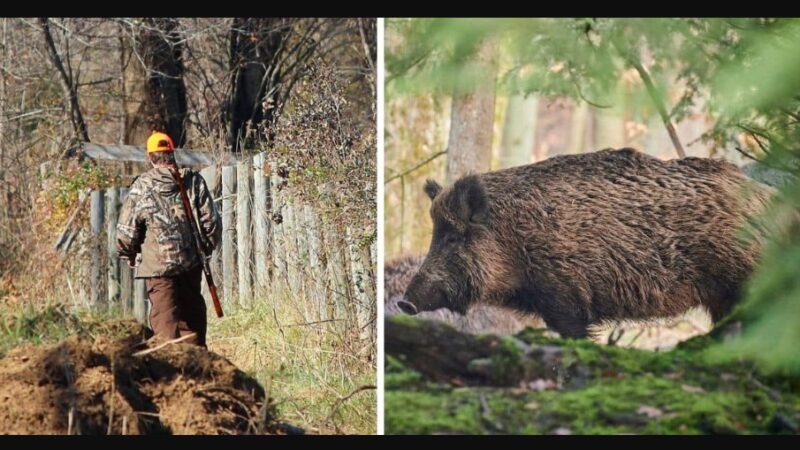 Gjuetari vetëvritet duke u mbrojtur nga derri i egër..!?