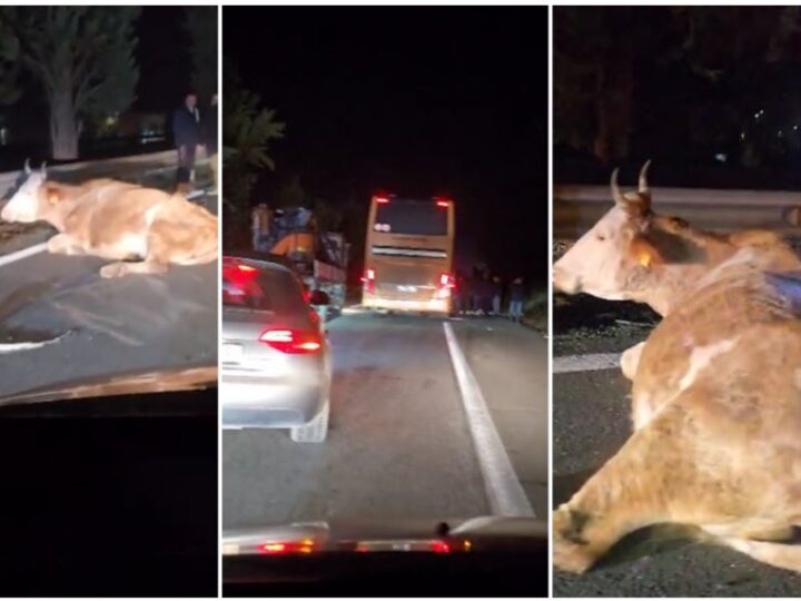 Maqedoni: Aksidentohet autobusi në autostradë! Godet lopët..!? (VIDEO)