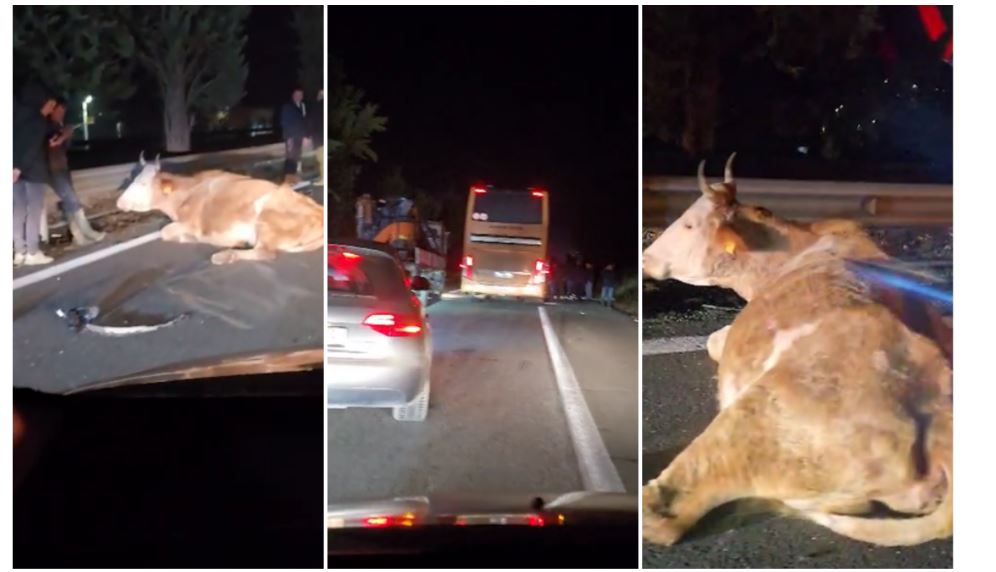 Maqedoni: Aksidentohet autobusi në autostradë! Godet lopët..!? (VIDEO)