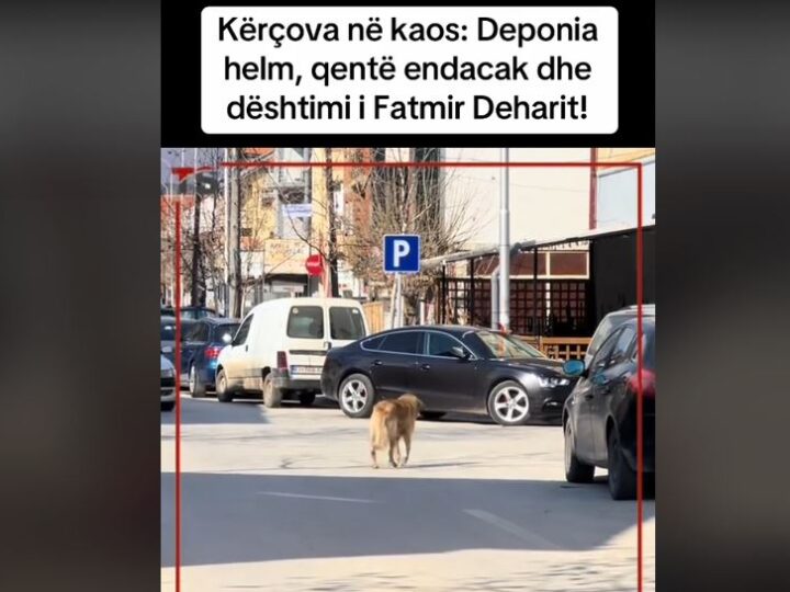 Kërçova në Kaos! Deponia, helm dhe qen endacak..! (VIDEO)