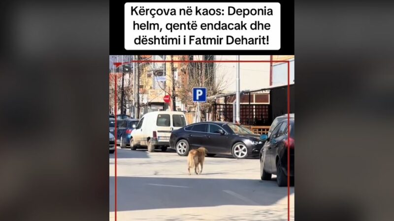 Kërçova në Kaos! Deponia, helm dhe qen endacak..! (VIDEO)