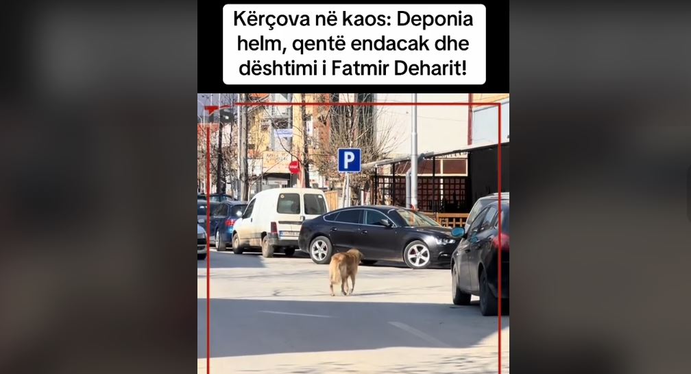 Kërçova në Kaos! Deponia, helm dhe qen endacak..! (VIDEO)