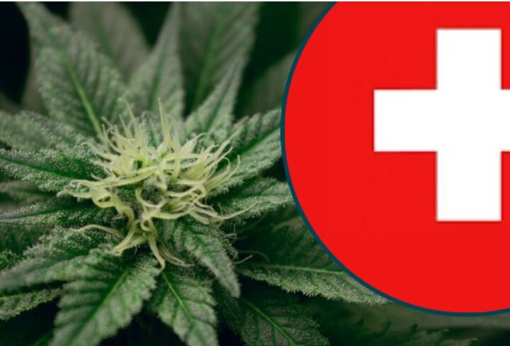 Zvicër: Arestohet një shtetas i Maqedonisë pasi zbulohet plantacioni i paligjshëm i kanabisit..