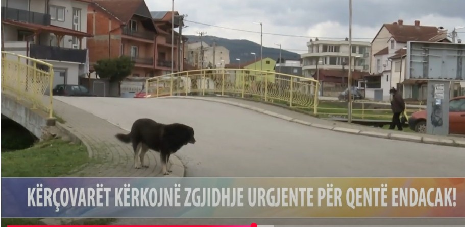 Kërçovarët kërkojnë zgjidhje urgjente për qentë endacak..!? (VIDEO)