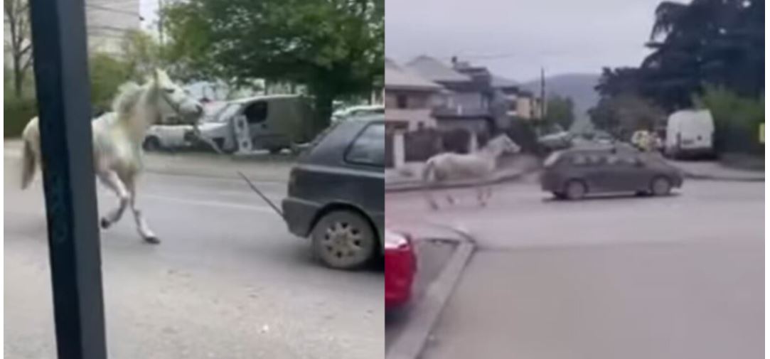 Policia e ka gjetur shoferin e Golf 3, i cili lëvizte  me kalë të lidhur prapa..!?