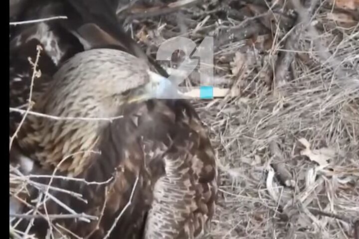 Kërçovë: Shqiponja shihet me të voglin e saj..!? (VIDEO)