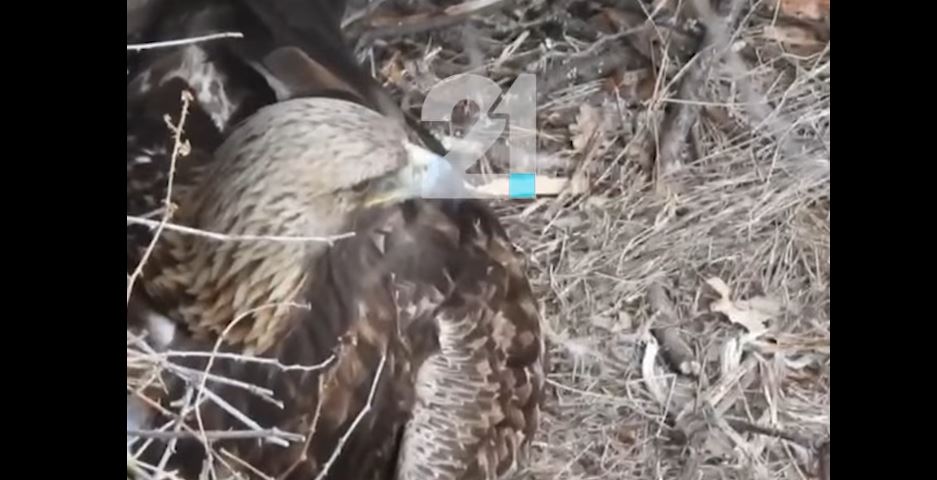 Kërçovë: Shqiponja shihet me të voglin e saj..!? (VIDEO)