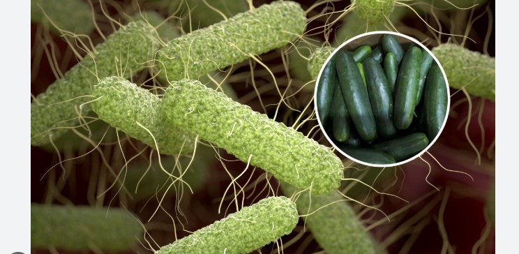 Alarmohet Amerika, kastravecët me salmonelë – dhjetëra të njerëz të prekur..!?