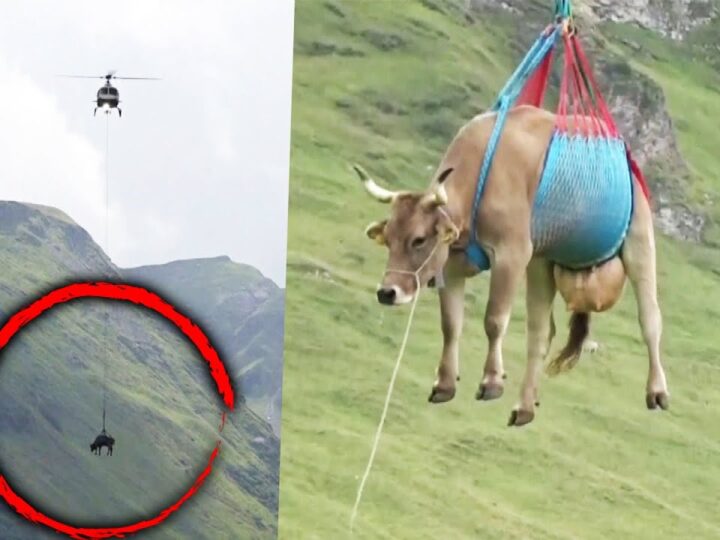 Zvicër, lopët evakuohen me helikopter..!? (VIDEO)