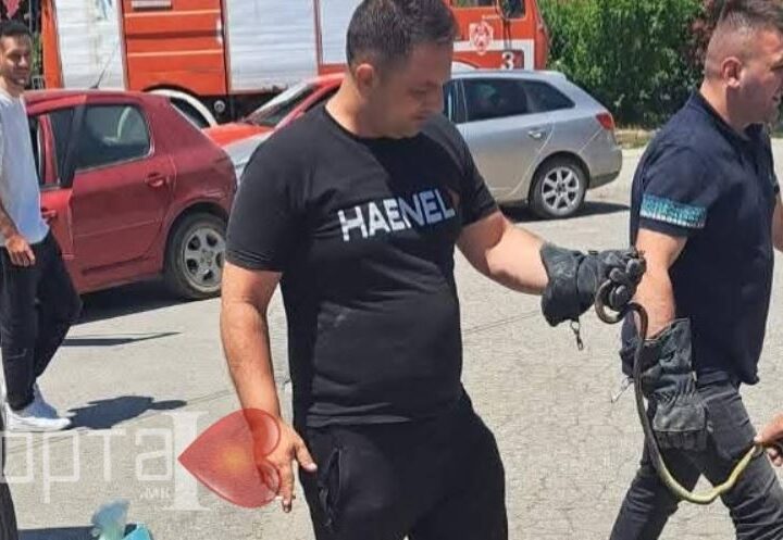 Kërçovë gjarpëri hyn mbrenda në veturë..!?