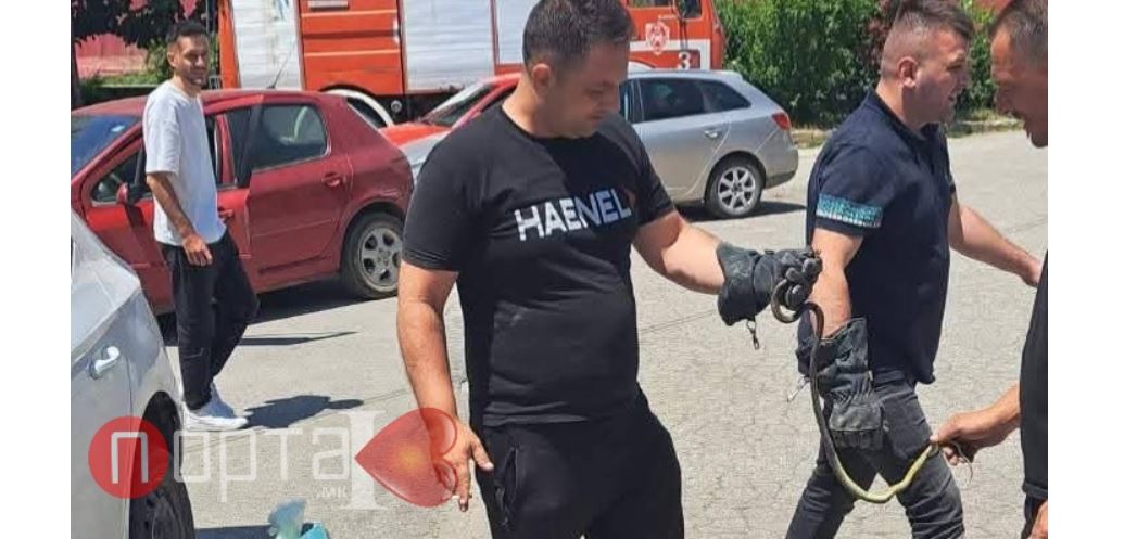 Kërçovë gjarpëri hyn mbrenda në veturë..!?