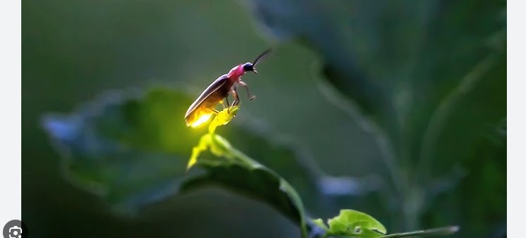 Xixëllonjat po zhduken, netët e verës mund të mbesin pa dritën magjike të natyrës..!?