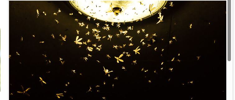 Vera e Insekteve godet Ameriken..!?