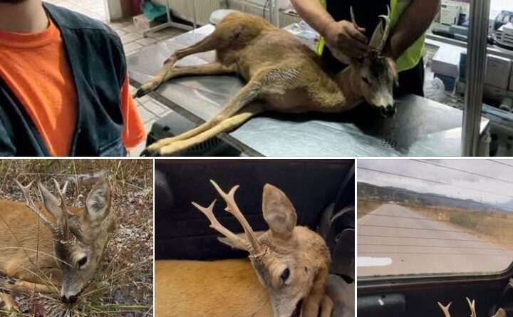 Apel nga Kërçova ! Kujdes në Trafik