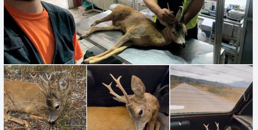 Apel nga Kërçova ! Kujdes në Trafik