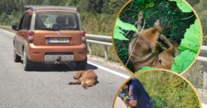 TMERR: E lidhi qenin pas makinës dhe e tërhoqi, u arrestua!