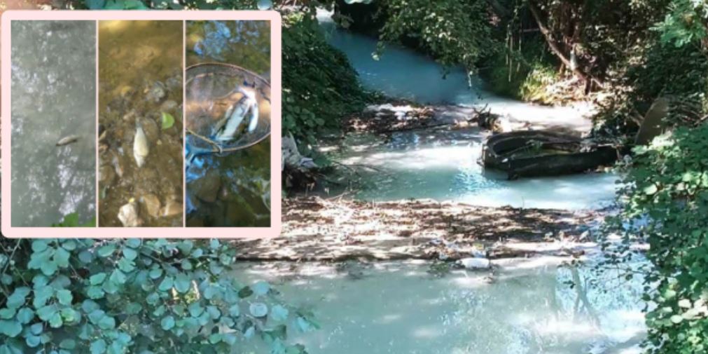 ALARM : Katastrofë ekologjike në Kërçovë ! (VIDEO)