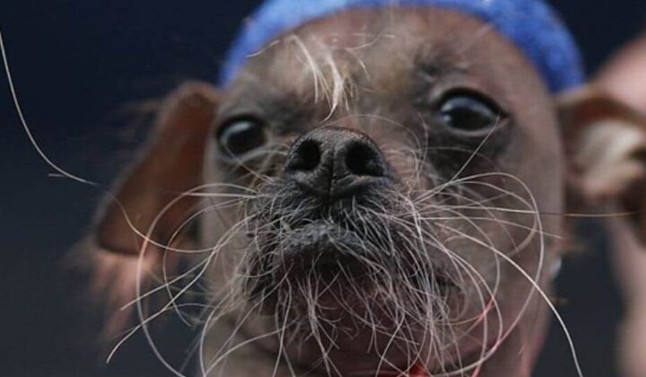 A e dini pse qentë kanë mustaqe ?