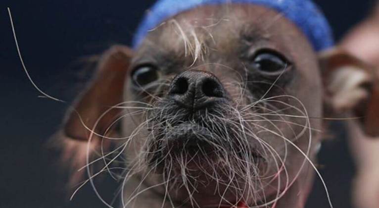 A e dini pse qentë kanë mustaqe ?