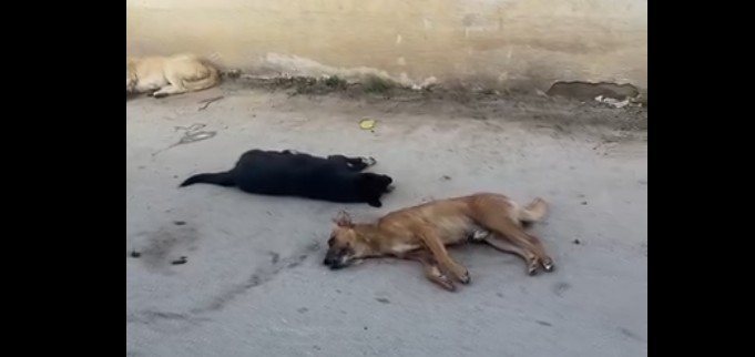 Helmohen qent endacak në lagjen Isein Akioski të Kërçovës! (VIDEO)