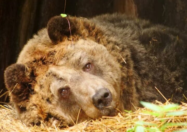 Austriakët të pikëlluar për ariun nga Shqipëria!