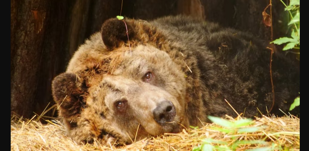 Austriakët të pikëlluar për ariun nga Shqipëria!