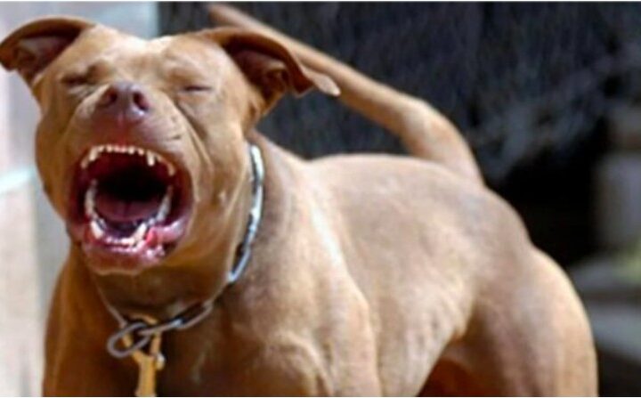 E rëndë! Po luante në oborrin e shtëpisë, qeni sulmon për vdekje 2-vjeçarin shqiptar