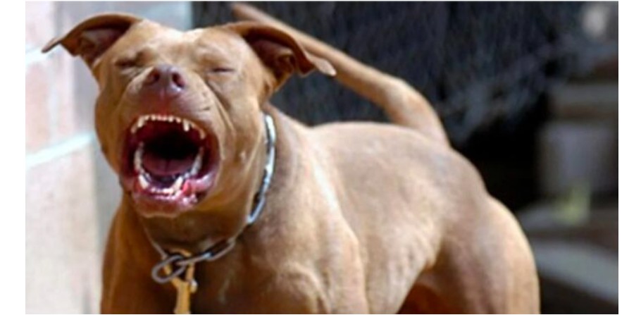 E rëndë! Po luante në oborrin e shtëpisë, qeni sulmon për vdekje 2-vjeçarin shqiptar