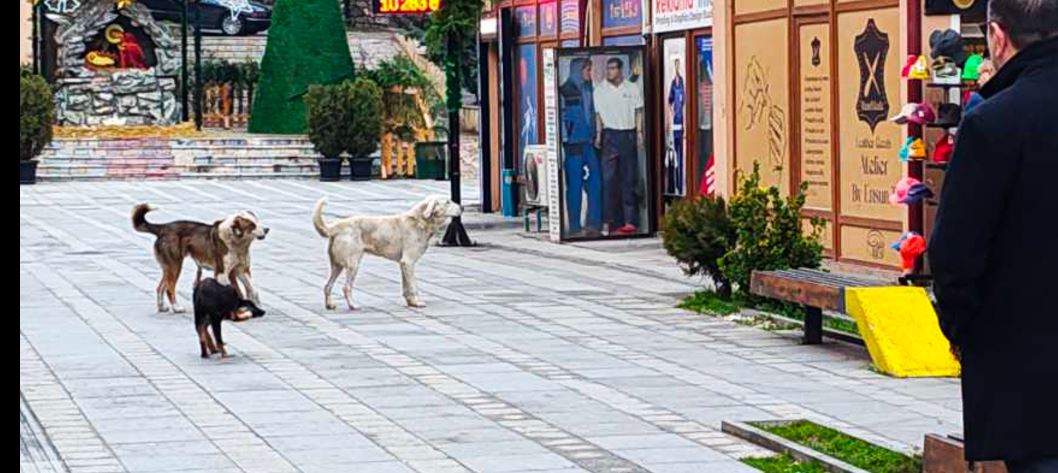 Kërçovë: Akcion për kapjen e qenve endacakë !