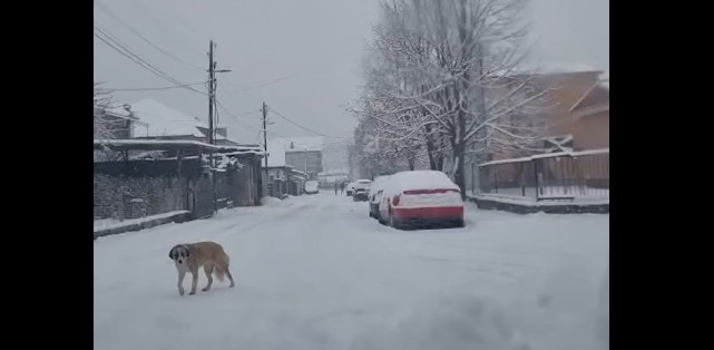 Reshjet e borës, gjendja në rajonin e Kërçovës (VIDEO)