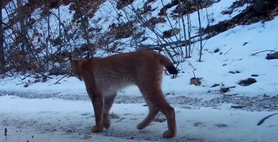Rrëqebulli Ballkanik kapet nga kamerat në malet e Kërçovës (VIDEO)