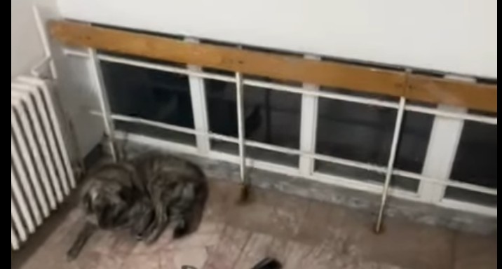 Qent endacak vazhdojnë të rrin tek spitali Kërçovës ! (VIDEO)