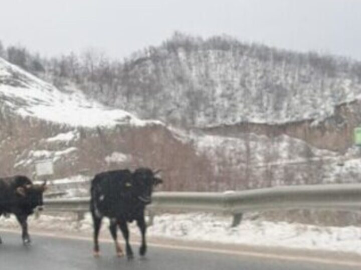 Qytetari ankohet për lopët në rrugën Kërçovë-Gostivar !