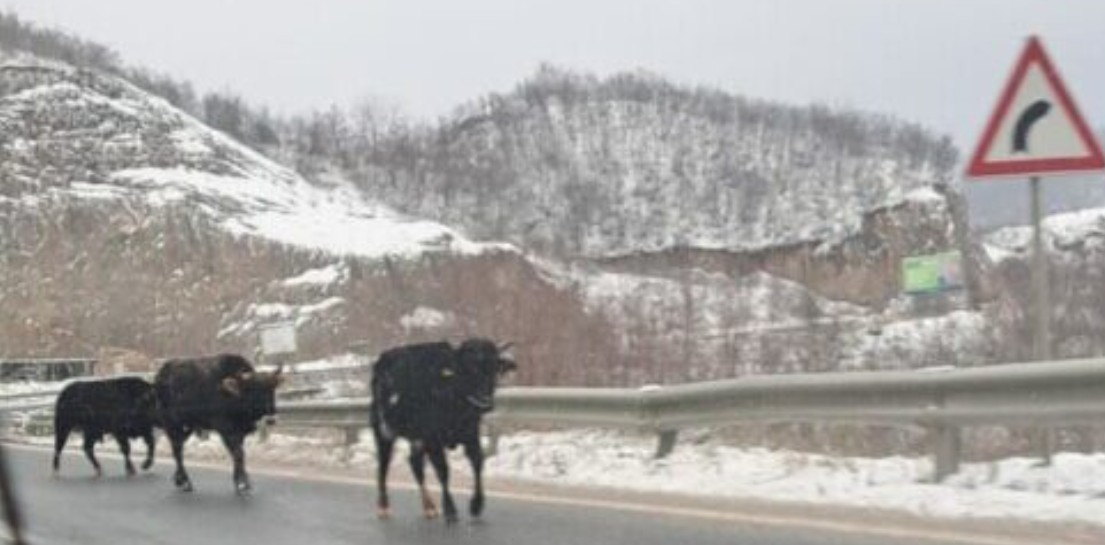 Qytetari ankohet për lopët në rrugën Kërçovë-Gostivar !